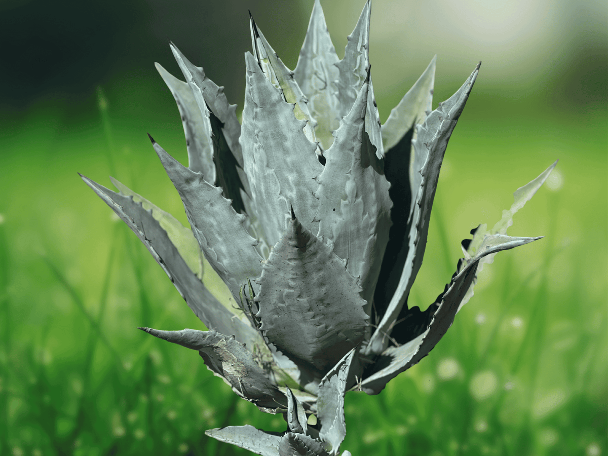 5 Seeds Agave americana Century Plant Hardy Succulent