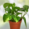 Golden Pothos Cuttings - 6 Rooted Pothos aureus Plantlets - Indoor/Outdoor Houseplant - 3"-6" Long