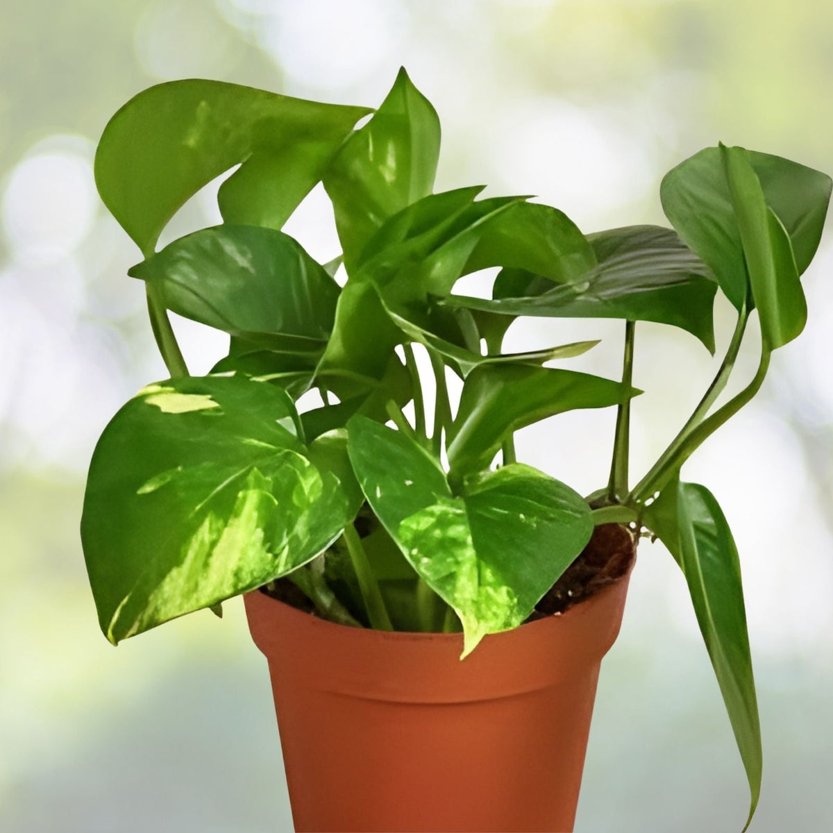 Golden Pothos Cuttings - 6 Rooted Pothos aureus Plantlets - Indoor/Outdoor Houseplant - 3"-6" Long