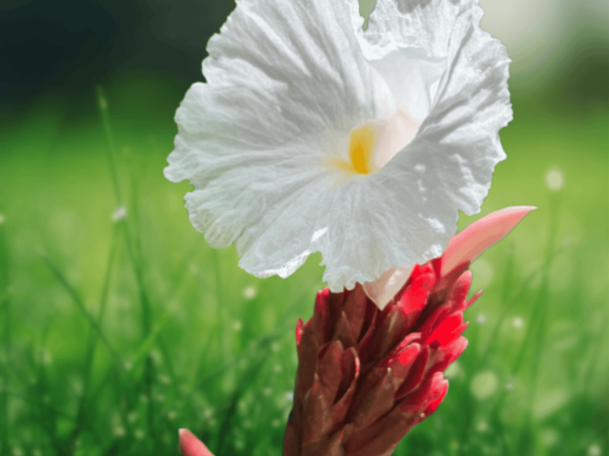 5 Seeds Costus speciosus Spiral Ginger Tropical Ornamental