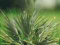 5 Seeds McCurtain Dwarf Palmetto Sabal minor Cold Hardy Palm Native Shrub