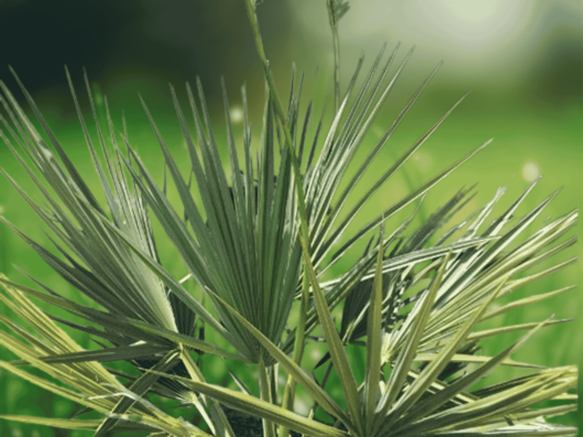 5 Seeds McCurtain Dwarf Palmetto Sabal minor Cold Hardy Palm Native Shrub