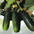 Cucumber Seeds 80 Count NON-GMO Heirloom Spacemaster 80 Cucumis sativus - Ideal for Home Gardens and Container Planting