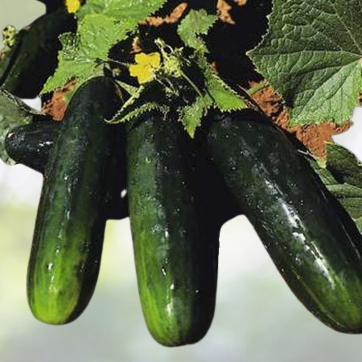 Cucumber Seeds 80 Count NON-GMO Heirloom Spacemaster 80 Cucumis sativus - Ideal for Home Gardens and Container Planting