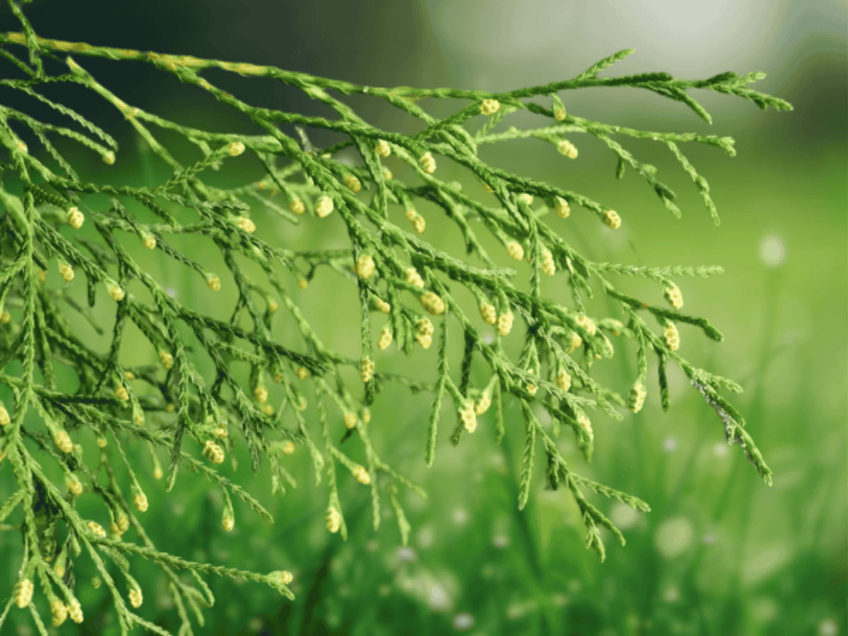 10 Seeds Cupressus funebris Weeping Chinese Cypress Ornamental Tree