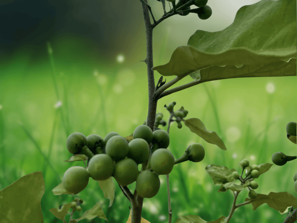 10 Seeds Solanum torvum Turkey Berry