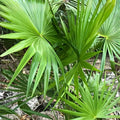 Dwarf Palmetto Live Plants Bundle – 2 Starter Plants Wild Grown Sabal Minor, Drought Tolerant, Cold Hardy Southern Palms
