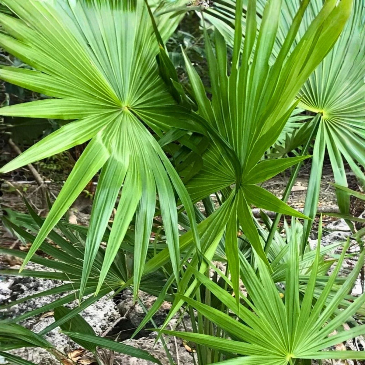 Dwarf Palmetto Live Plants Bundle – 2 Starter Plants Wild Grown Sabal Minor, Drought Tolerant, Cold Hardy Southern Palms