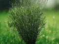 25 Seeds Switchgrass Panicum virgatum Cloud Nine Ornamental Grass