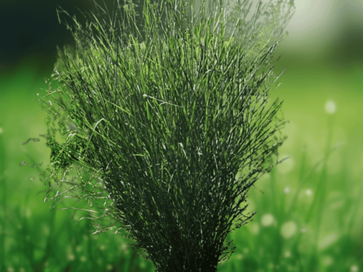 25 Seeds Switchgrass Panicum virgatum Cloud Nine Ornamental Grass