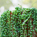String of Pearls Succulent 4" Trailing Plant - Senecio Rowleyanus - Easy Care Indoor Greenery