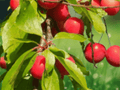 1 Live Plant Cherry Plum Seedling 24 Inch Tall Prunus cerasifera 2 Year Old