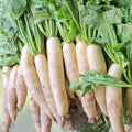 Daikon Radish Seeds 2 oz Non-GMO Japanese Variety Raphanus sativus for Gardening, Sprouting, and Fresh Cooking