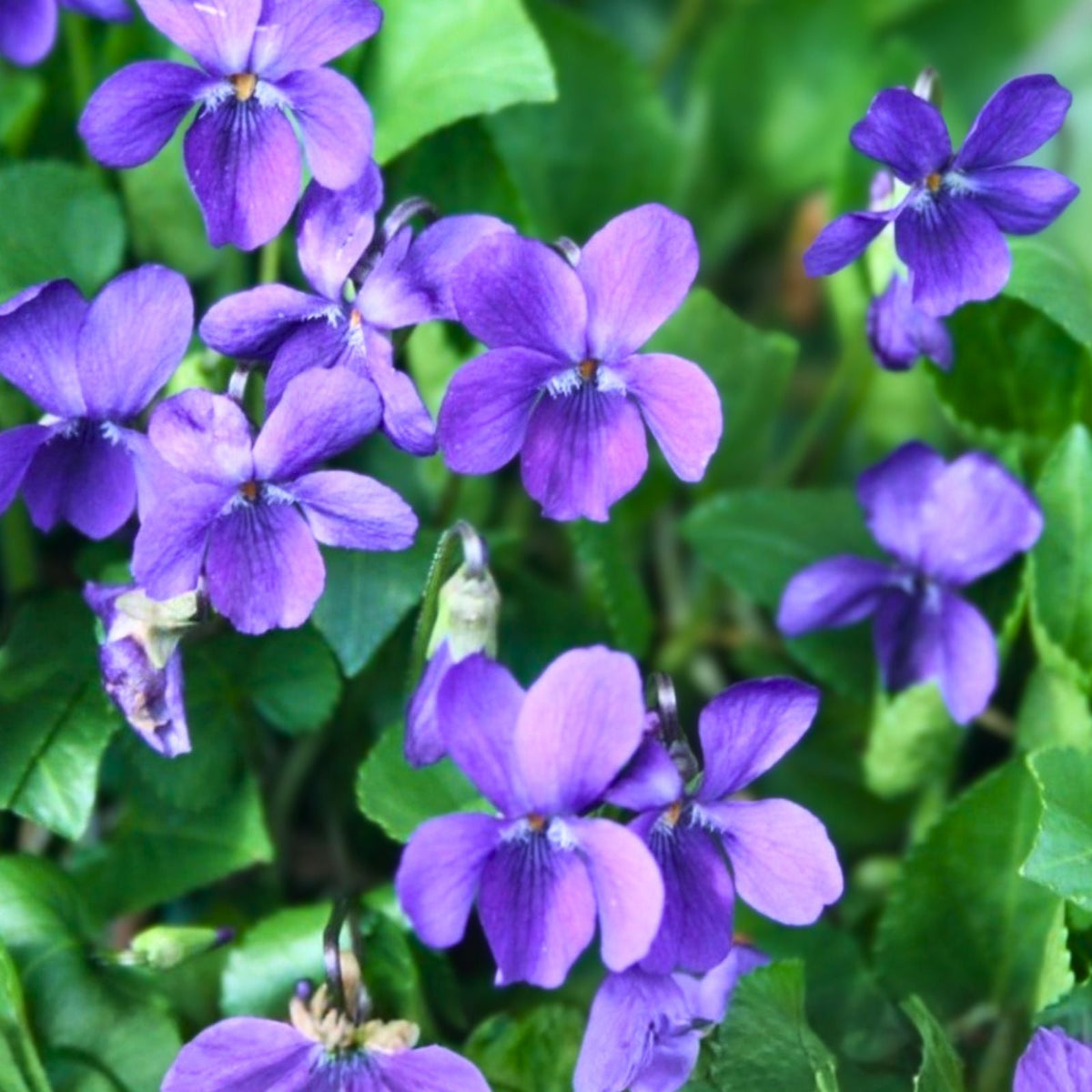 Purple Wild Violet Rhizomes, 100+ Bareroot, Organic Viola, Edible Perennial, Hardy Zones 6-10, Butterfly Attractant