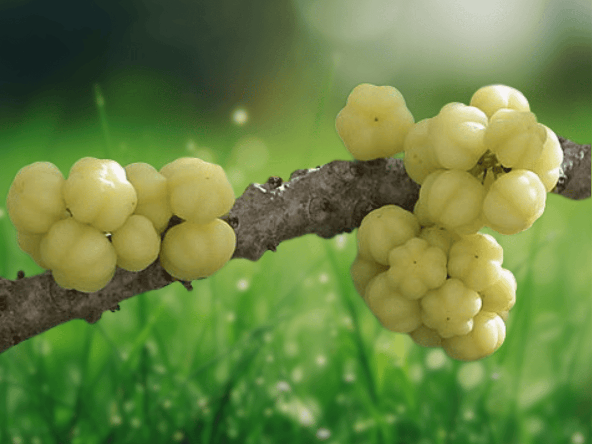 5 Seeds Phyllanthus acidus (Star Gooseberry) Tropical Fruit Tree