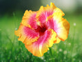 20 Seeds Hibiscus - Pink Yellow Orange Bicolor, Hardy Tropical Perennial, Fragrant, Attracts Butterflies, Easy Grow