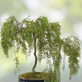 Black Willow Bonsai Tree Unrooted Cutting - Live Indoor/Outdoor with Thick Trunk - Salix nigra - Decorative Miniature