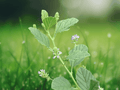 10 Seeds Babchi Psoralea corylifolia Herb Plant
