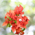 1 Live Plant Flame Bougainvillea 5-7 Inch Starter Tropical Flowering Vine Bright Red Orange Blooms