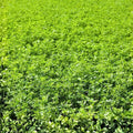 Alfalfa Sprout Seeds 1000 Pack Organic Non-GMO Medicago sativa Heirloom Microgreen Seeds