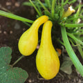 Heirloom Golden Crookneck Squash Seeds, Non-GMO, 100 Seeds, Cucurbita pepo, Organic Vegetable Seeds