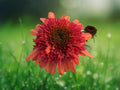 50 Seeds Double Orange Coneflower Echinacea Perennial Bright Orange Blooms Hardy Pollinator Flower Easy Grow Drought Tolerant Garden Plant