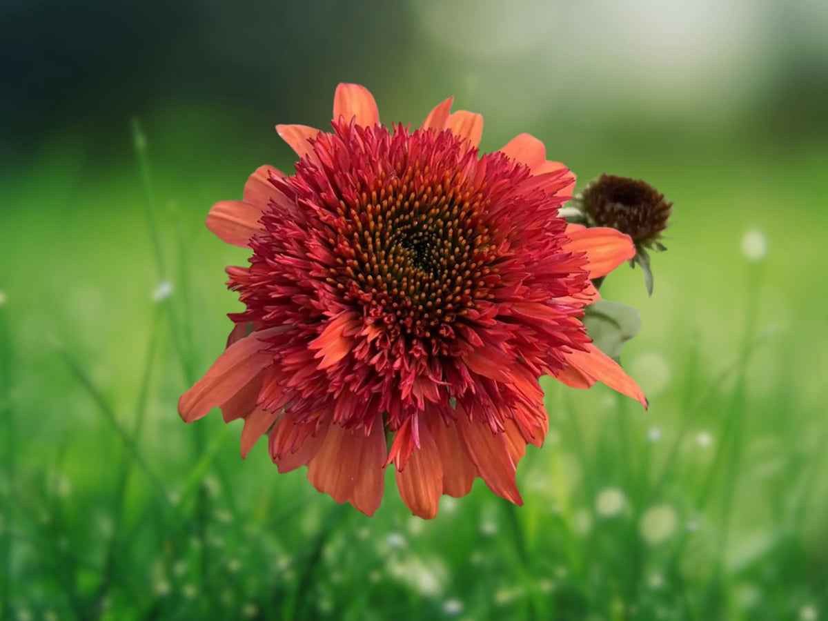 50 Seeds Double Orange Coneflower Echinacea Perennial Bright Orange Blooms Hardy Pollinator Flower Easy Grow Drought Tolerant Garden Plant