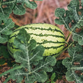 Heirloom Watermelon Seeds 100 Klondike Striped Blue Ribbon Non-GMO Organic Citrullus lanatus for Gardening