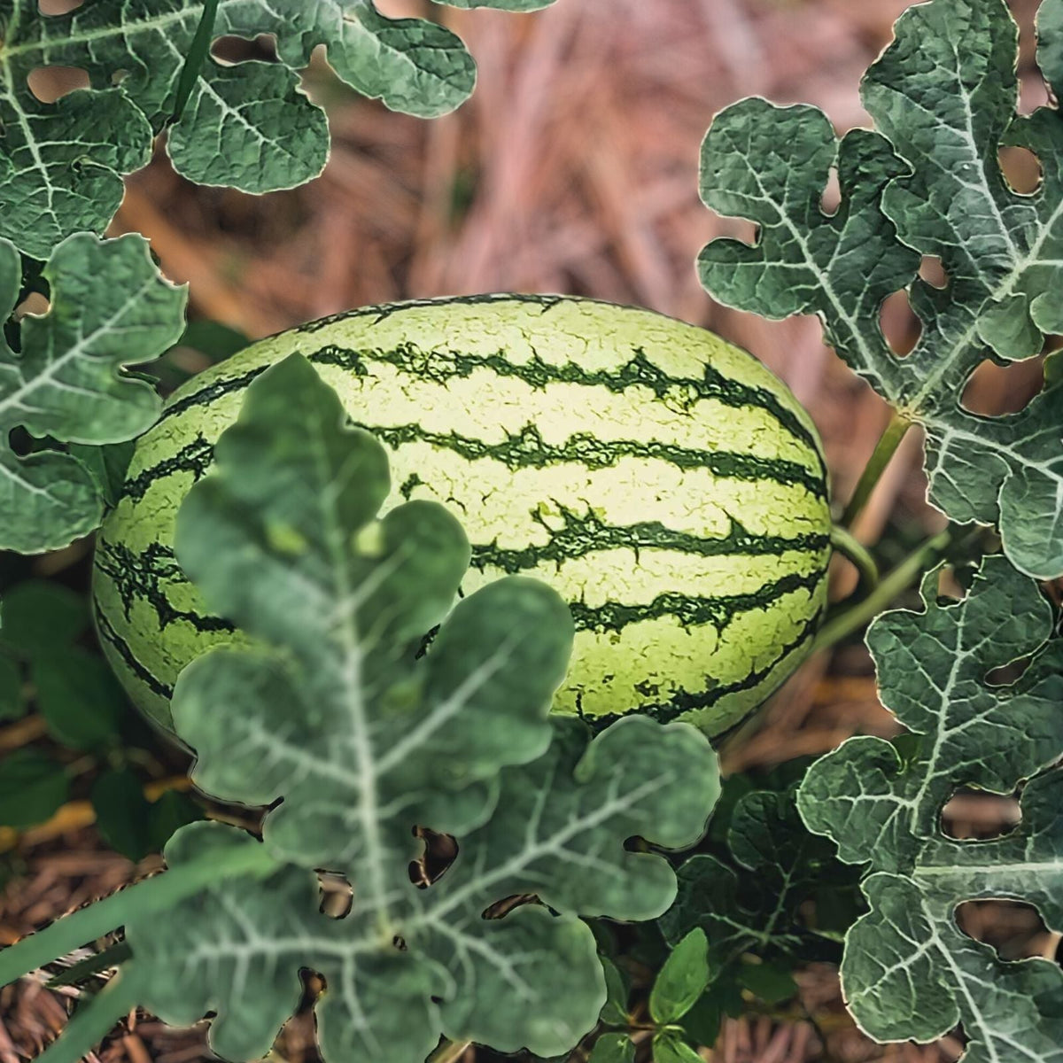 Heirloom Watermelon Seeds 100 Klondike Striped Blue Ribbon Non-GMO Organic Citrullus lanatus for Gardening