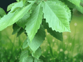 5 Live Plants Chestnut Oak Tree Quercus montana 12 Inch Starter Plant Bare Root