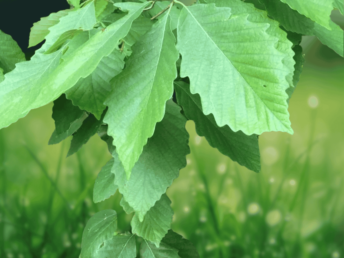5 Live Plants Chestnut Oak Tree Quercus montana 12 Inch Starter Plant Bare Root