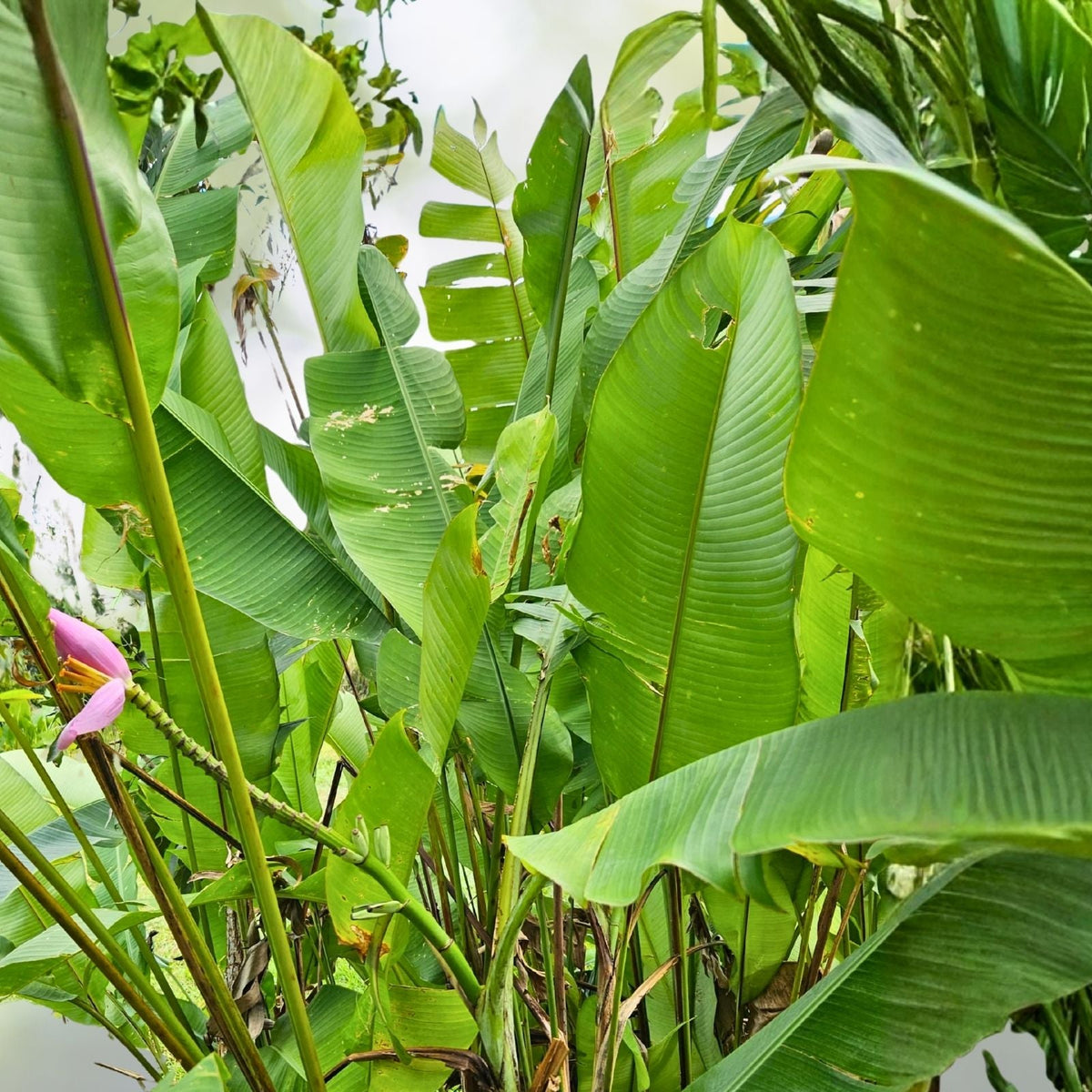 Ornamental Banana Rhizome - Container Grown Musa Ornata - Pink Banana Flower for Tropical Landscaping