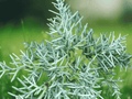 25 Seeds Arizona Cypress Cupressus arizonica Evergreen Conifer Tree