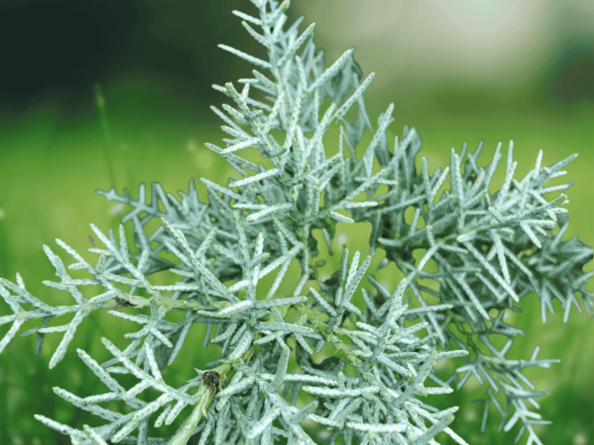25 Seeds Arizona Cypress Cupressus arizonica Evergreen Conifer Tree