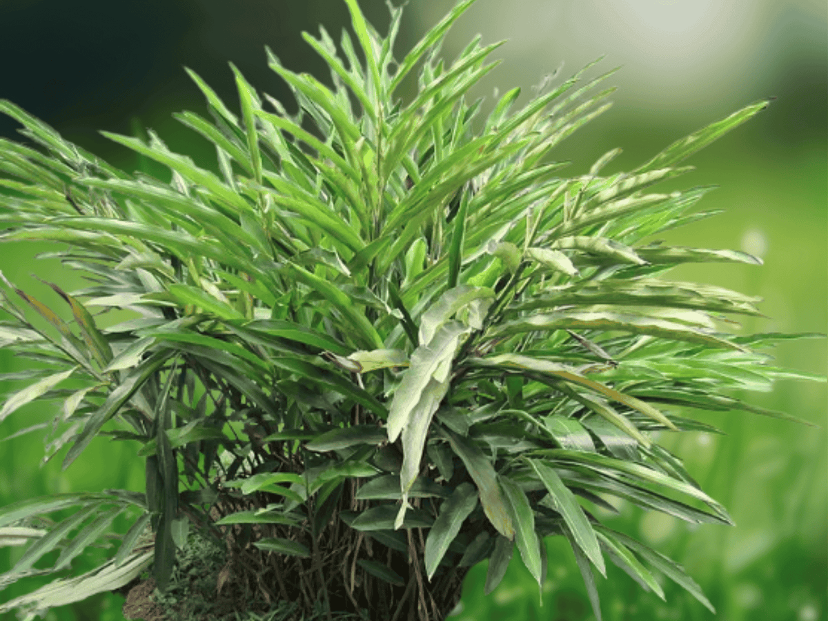 5 Seeds Elettaria Cardamomum (Cardamom Ginger) Tropical Spice Herb Seeds for Home Garden