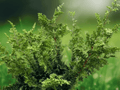 25 Seeds Chamaecyparis obtusa Weeping Hinoki Cypress Evergreen Ornamental Tree