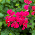 Vibrant Pink Maroon Geranium Live Plant - 12 Inch Pelargonium spp. with White Splash - Unique Indoor/Outdoor Flowering Plant