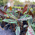Blood Leaf Banana Plant 3 Gallon Zebrina Rojo - Tropical Foliage (Musa acuminata x sumatrana var. Zebrina Rojo)