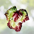 Radicchio Seeds | Heirloom Rouge de Verona | Fresh Garden Seeds | Cichorium intybus