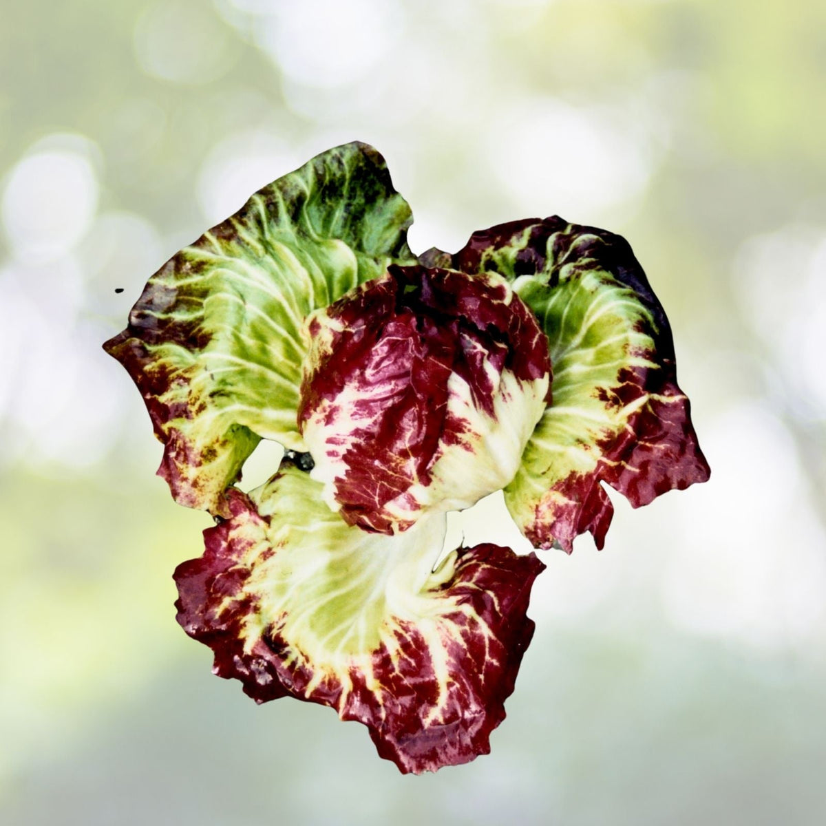 Radicchio Seeds | Heirloom Rouge de Verona | Fresh Garden Seeds | Cichorium intybus