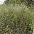 Weeping Lovegrass Seeds 1000+ Bulk Ornamental Grass Seeds for Landscaping Erosion Control Eragrostis curvula