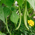 Heirloom Bush Bean Seeds - 500+ Non-GMO Green Beans - Organic Gardening Supplies - Phaseolus vulgaris