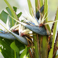 White Bird of Paradise Seeds – 5 Seeds for Indoor Plant or Bonsai – Strelitzia Nicolai – Gardening Enthusiasts