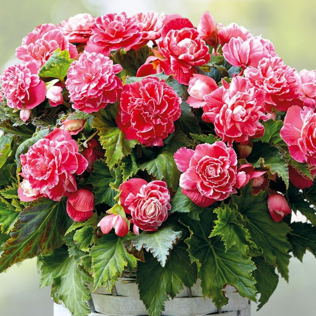 Royal Luxe Begonia Seeds 45 or 125 Non-GMO Flower Seeds Begonia x tuberhybrida