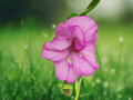 5 Seeds Butterfly Pea Clitoria ternatea Double Pink Flower Vine
