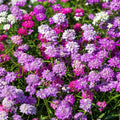Candytuft Seeds 500 Dwarf Fairy Mix Pink Lavender White Flowers Iberis umbellata Garden Flower Seeds
