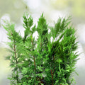 Leyland Cypress Tree Cuttings - Fresh Non-Rooted Evergreen Privacy Screen - Fast Growing (Cupressocyparis leylandii)