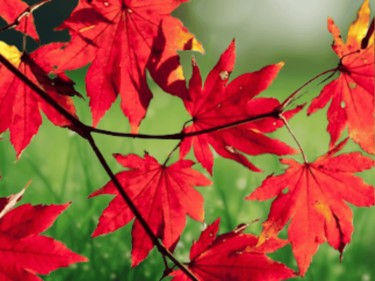 1 Red Maple Tree 12" Live Plant Acer rubrum Bare Root