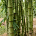 Giant Bamboo Seeds 50+ for Planting Privacy Screen Phyllostachys spp. Clumping Bamboo Seeds