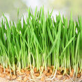 Wheatgrass Sprout Seeds - 500 Count - Grow Tasty Sprouts - Triticum aestivum